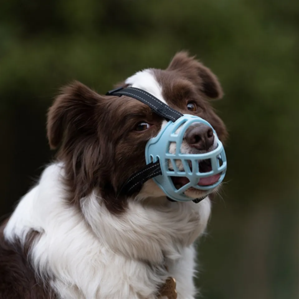 Баскет Стиле Дог Њушка